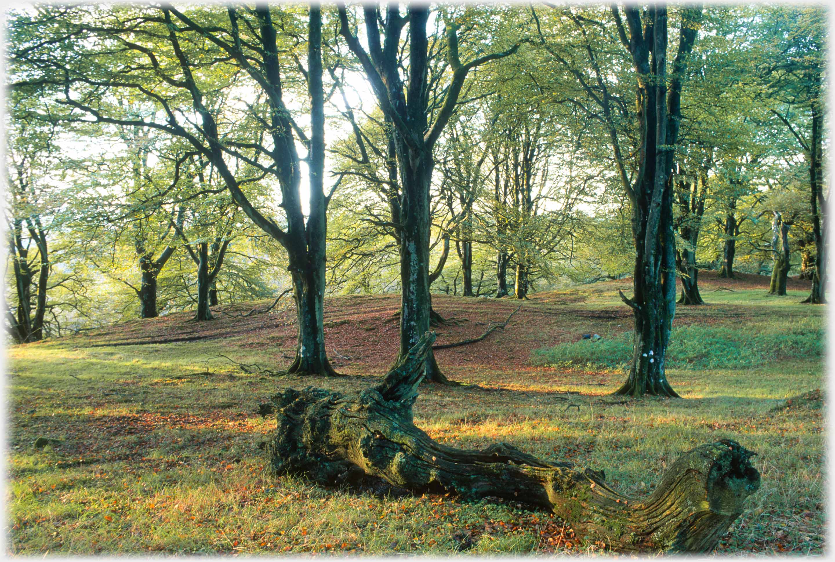 Well spaced beech trees with light between them.