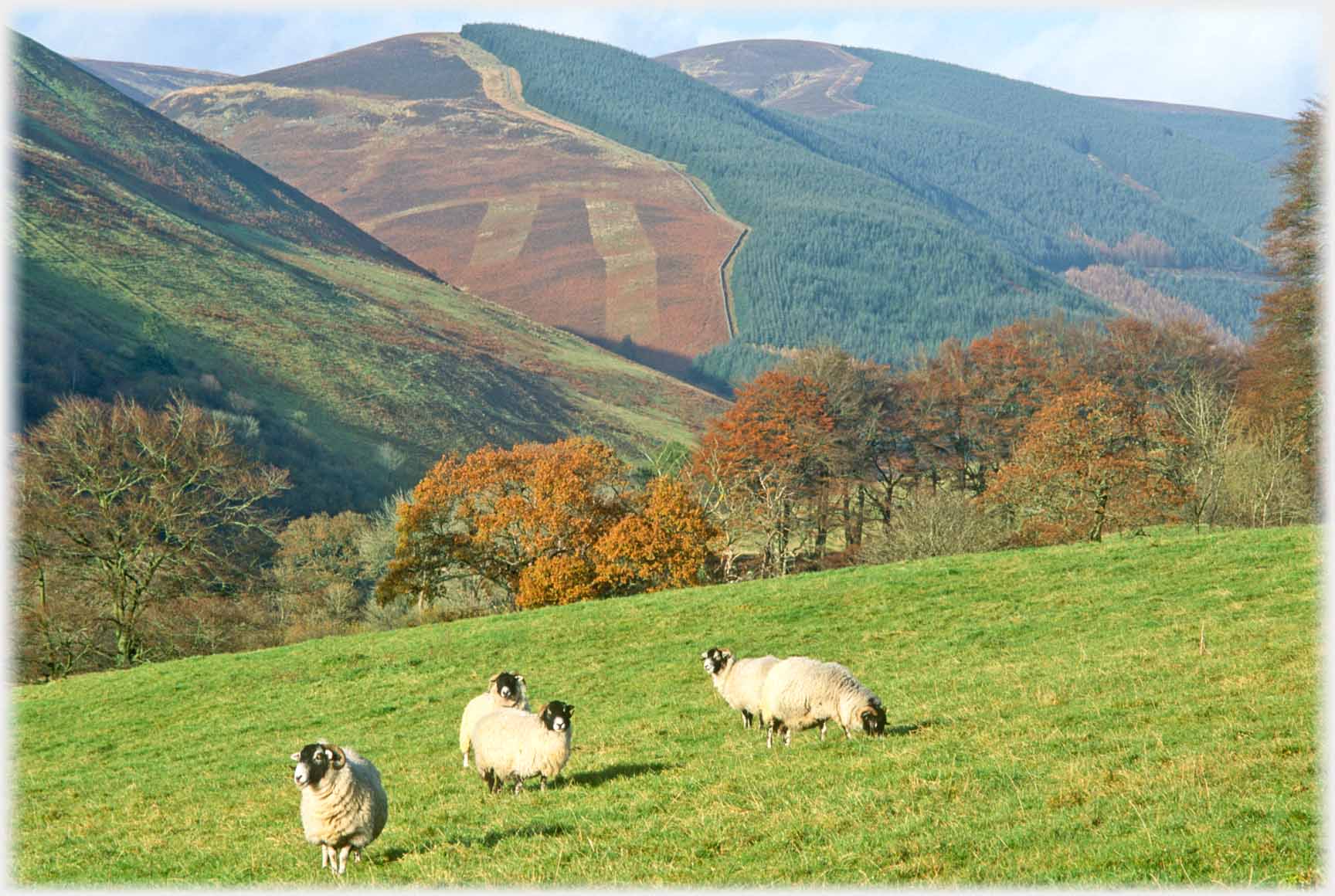 Five sheep, autumn trees, hills beyond.
