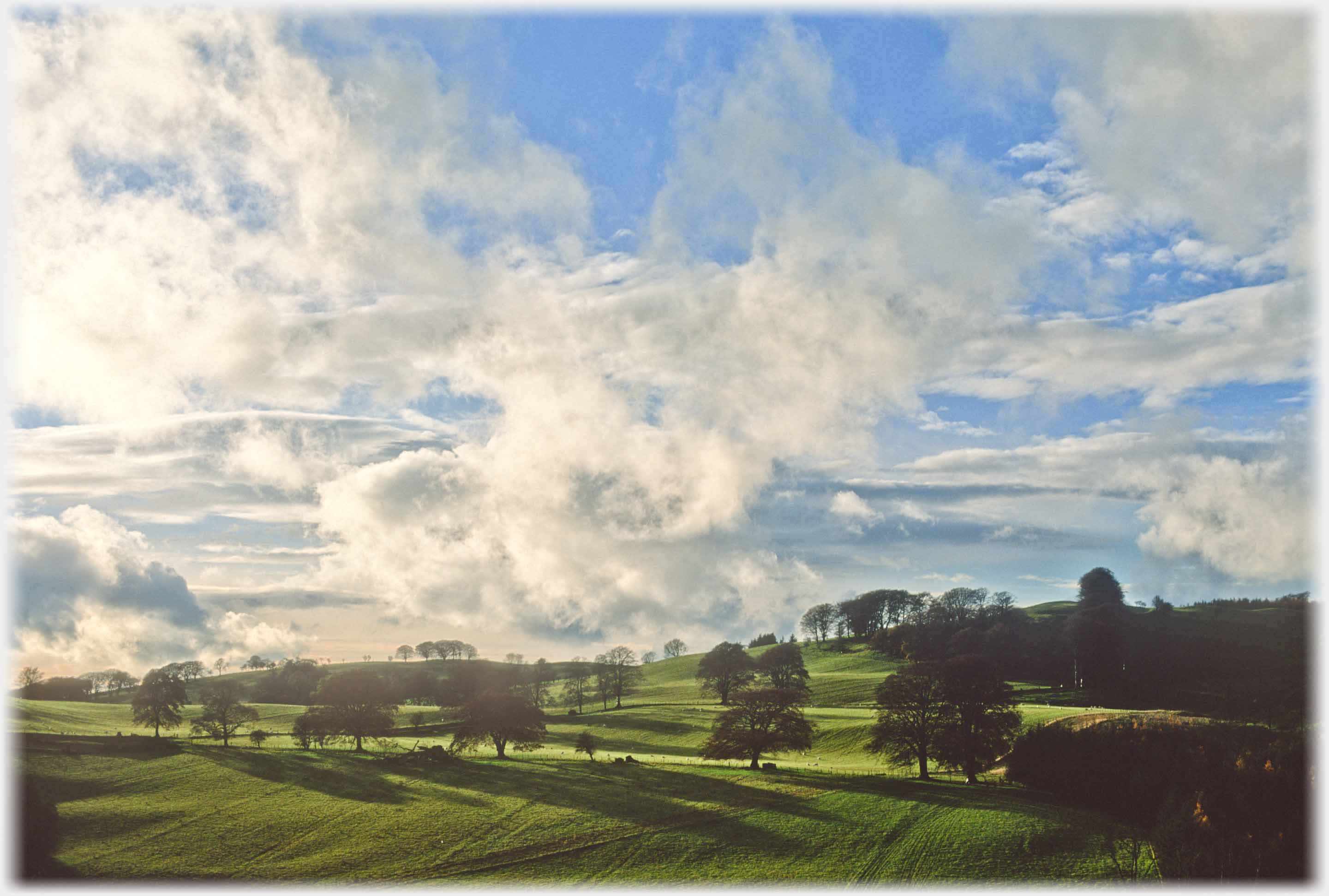 Complex clouds and parkland with separate trees, all in low sun.