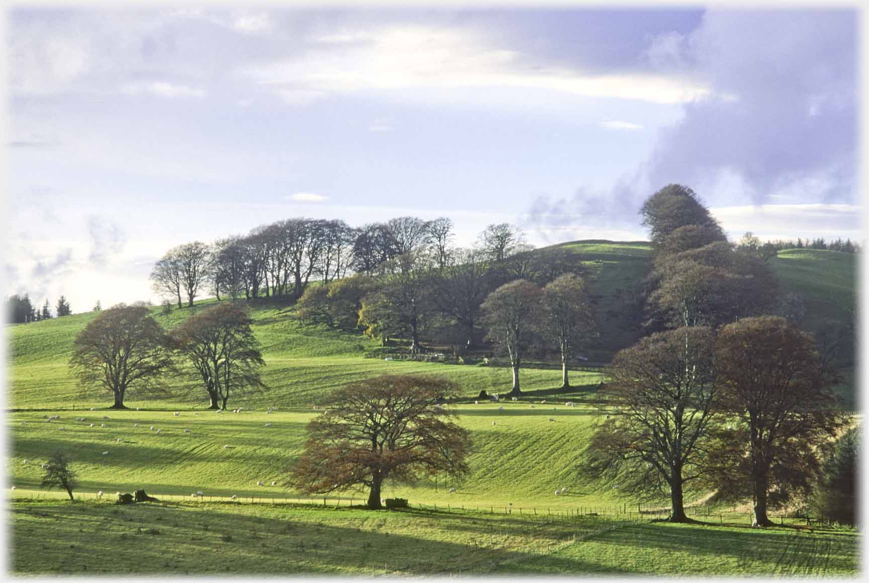 Central beech tree and showdows against grass.