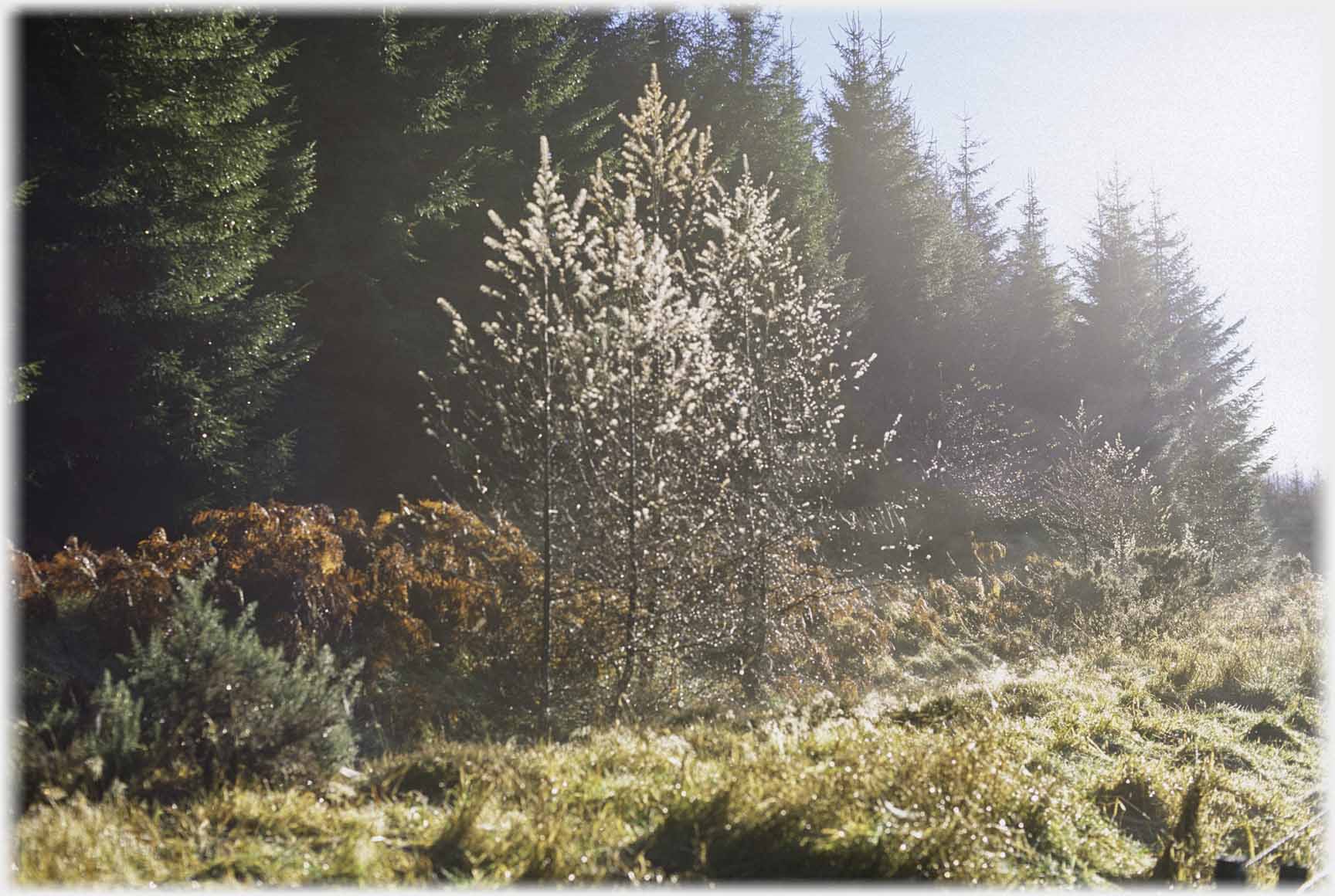 Saplings against pines with rough grass, all dew covered.