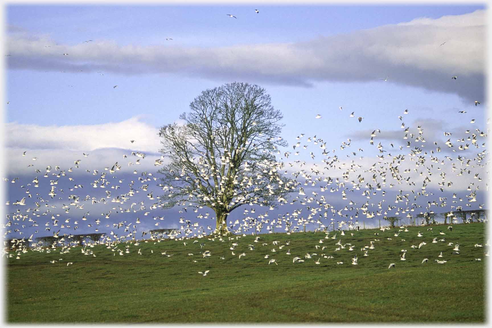 Large flock of flying white dots.