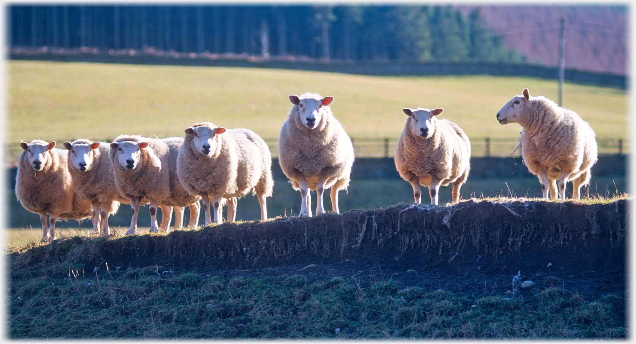 Seven ewes standing in line facing camera on slight ridge, one head turned towards other sheep.