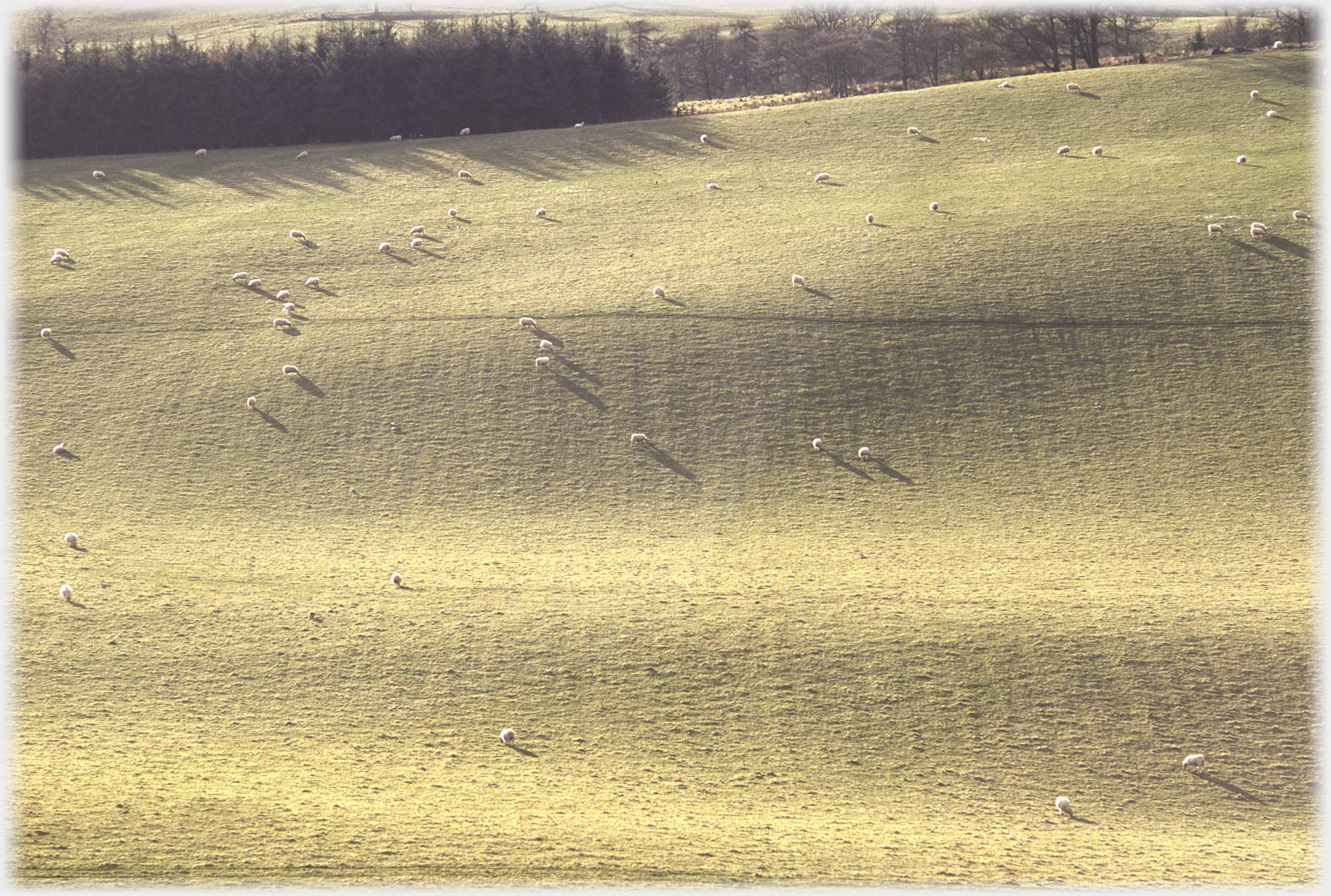 Gently undulating ground, low sun casting scattered long sheep shadows.