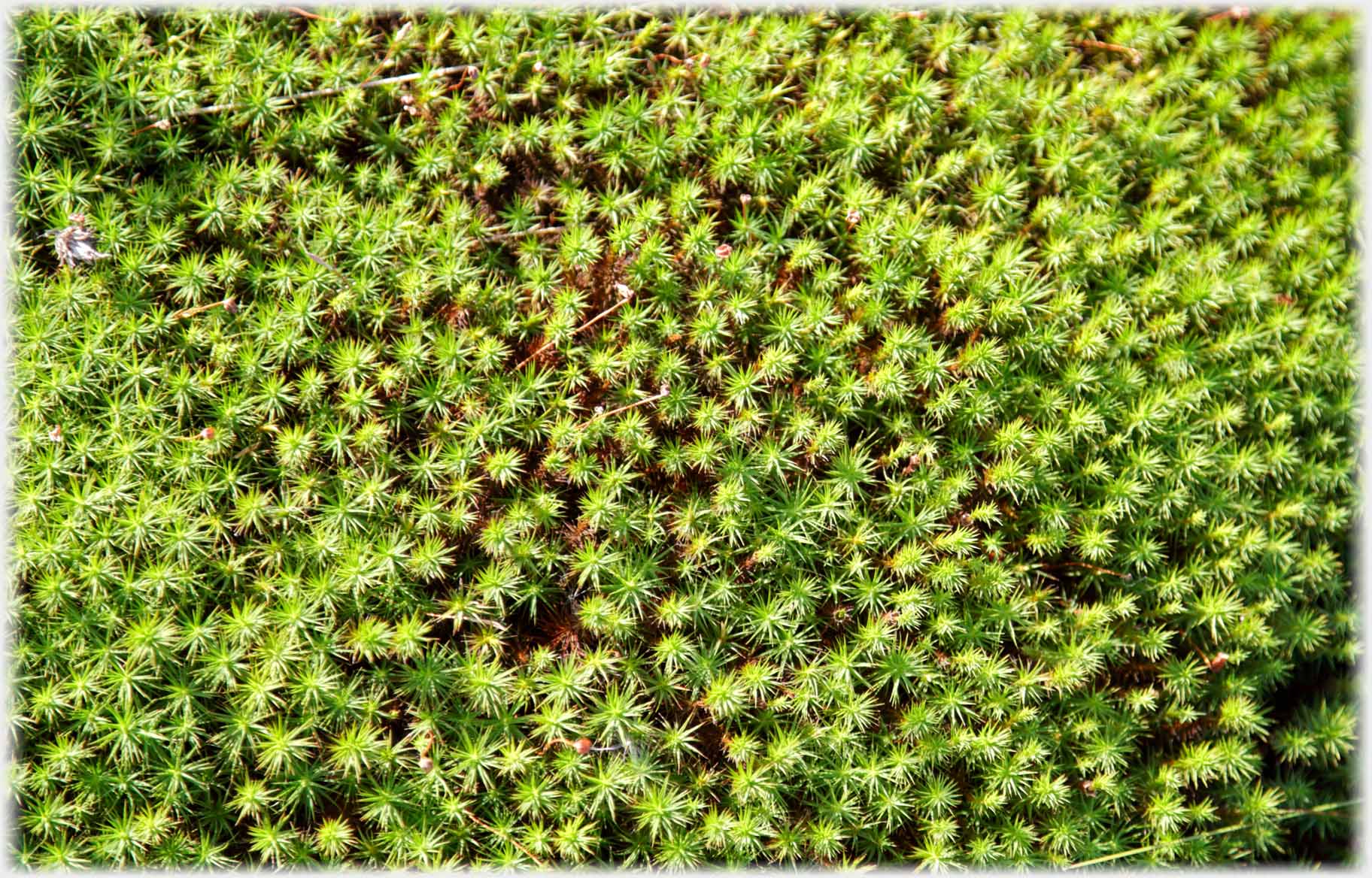 Dense mat of moss.