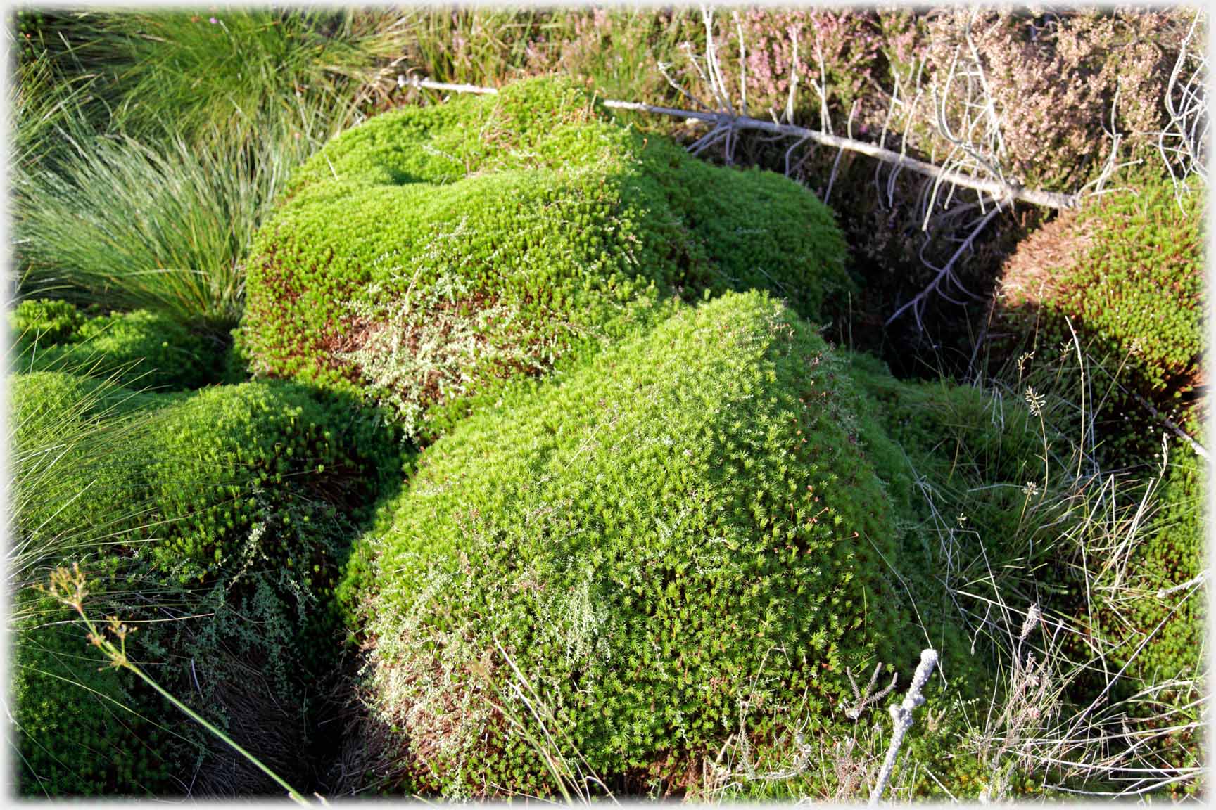 Large stones with shapely moss covering.