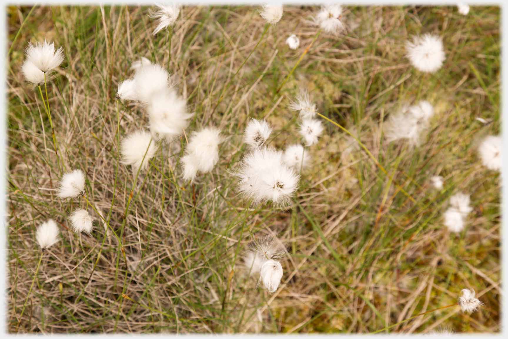 Cotton grass flowers in grass.