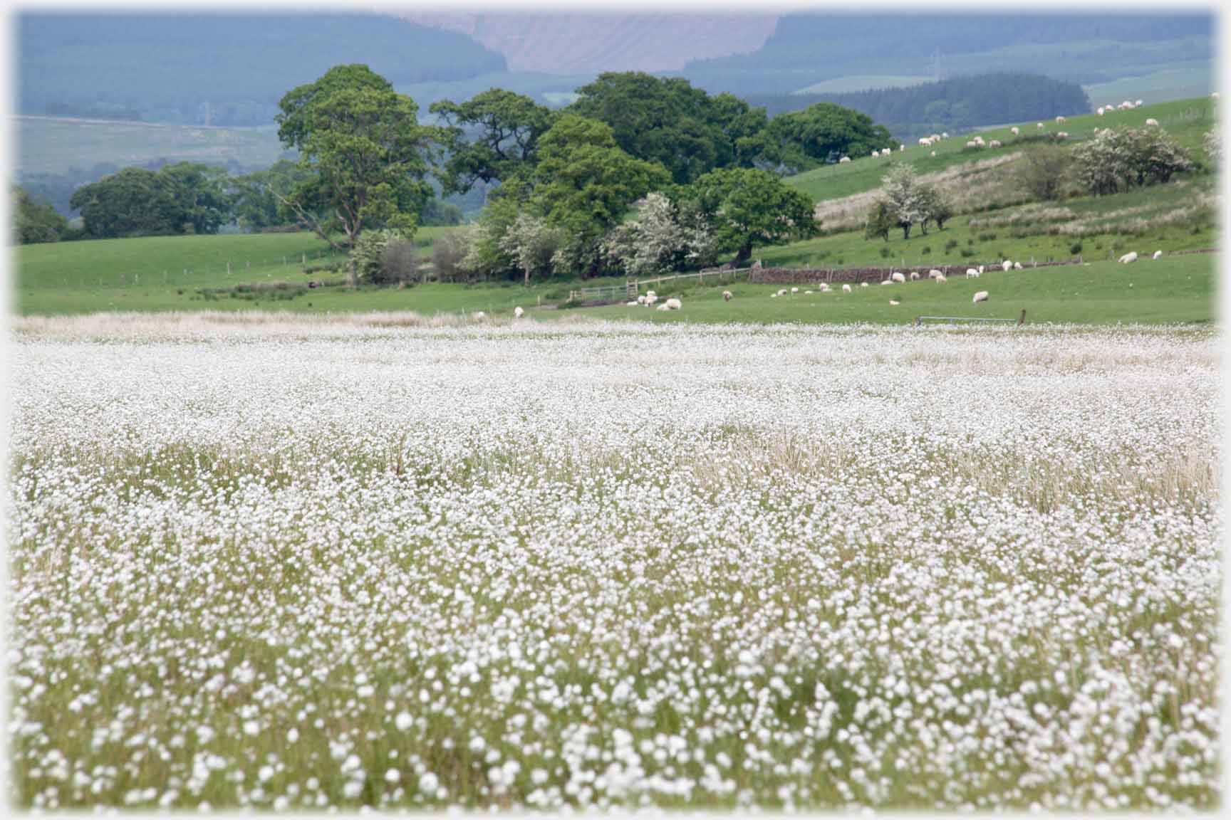 Field of white dots.