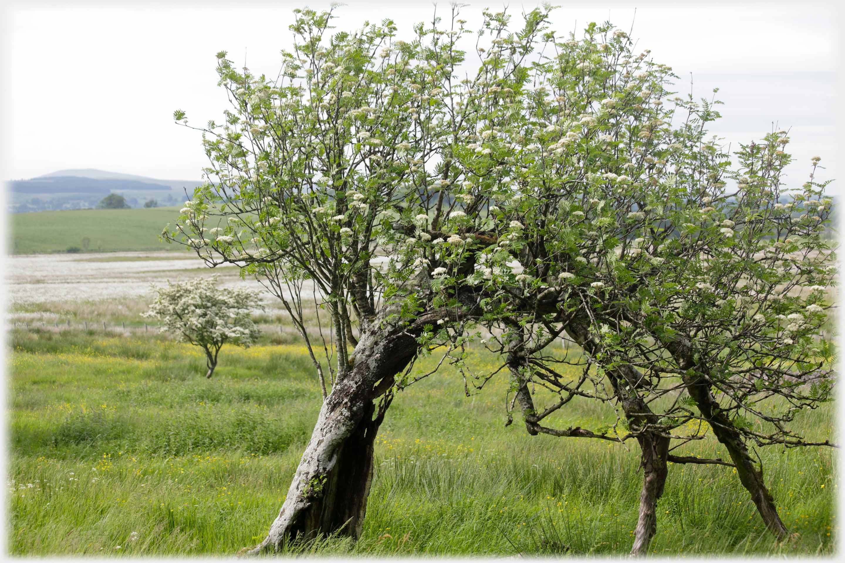 Tree curving over to touch ground, flowering branches sprouting upwards.