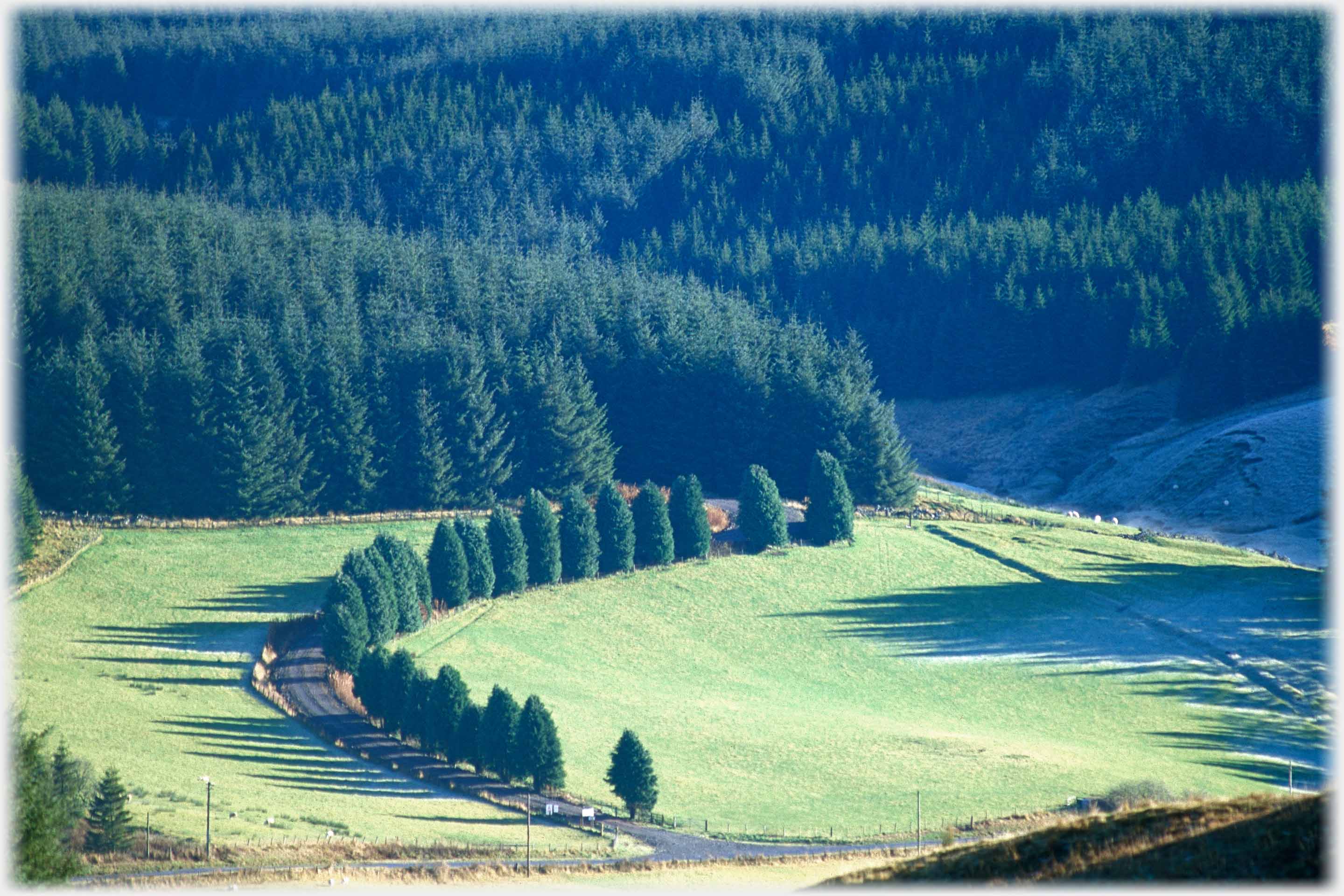 Curve of pine trees round drive, background of pines, foreground two fields.