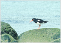 Oystercatcher on rock, sea behind.