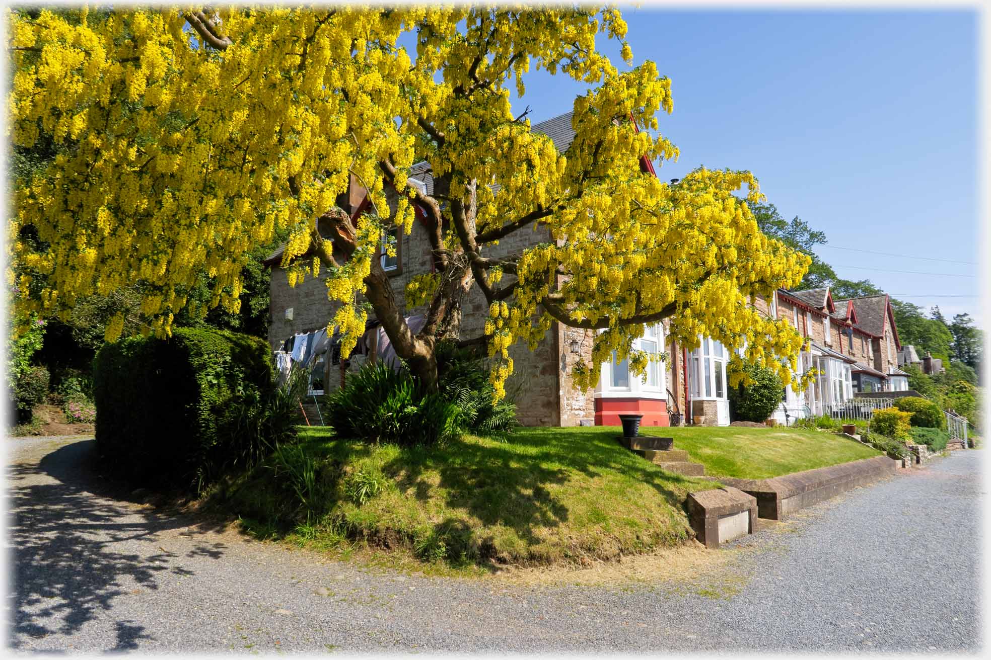 Large liburnum with houses just visible beyond.