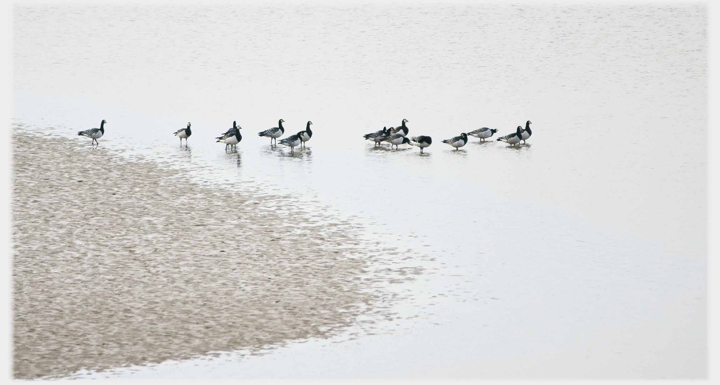Line of geese walking from mud into water.