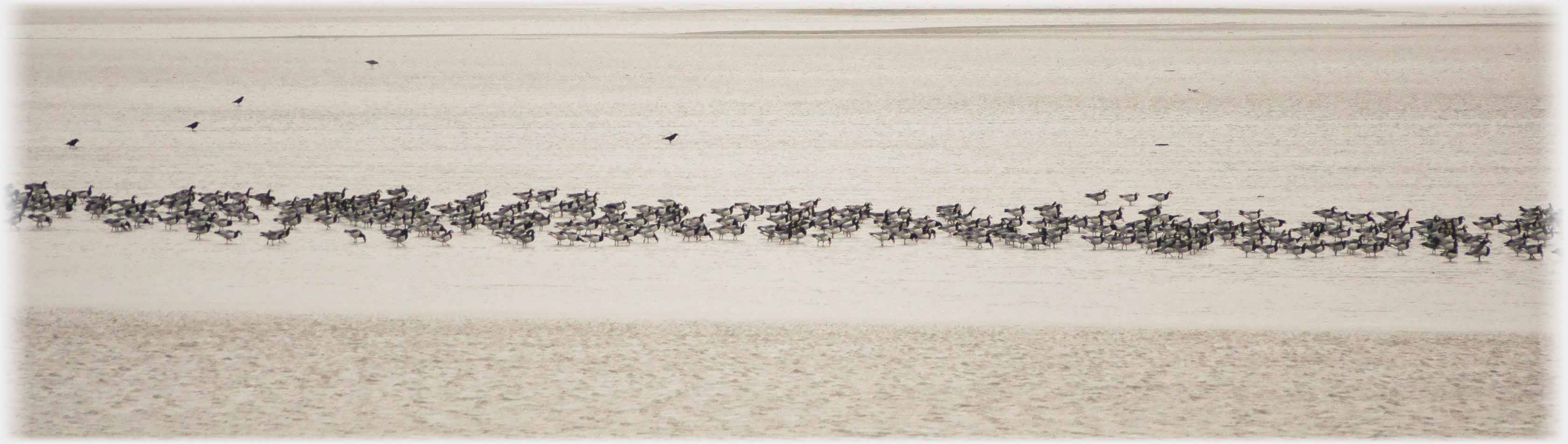 Channel of geese running across photo.