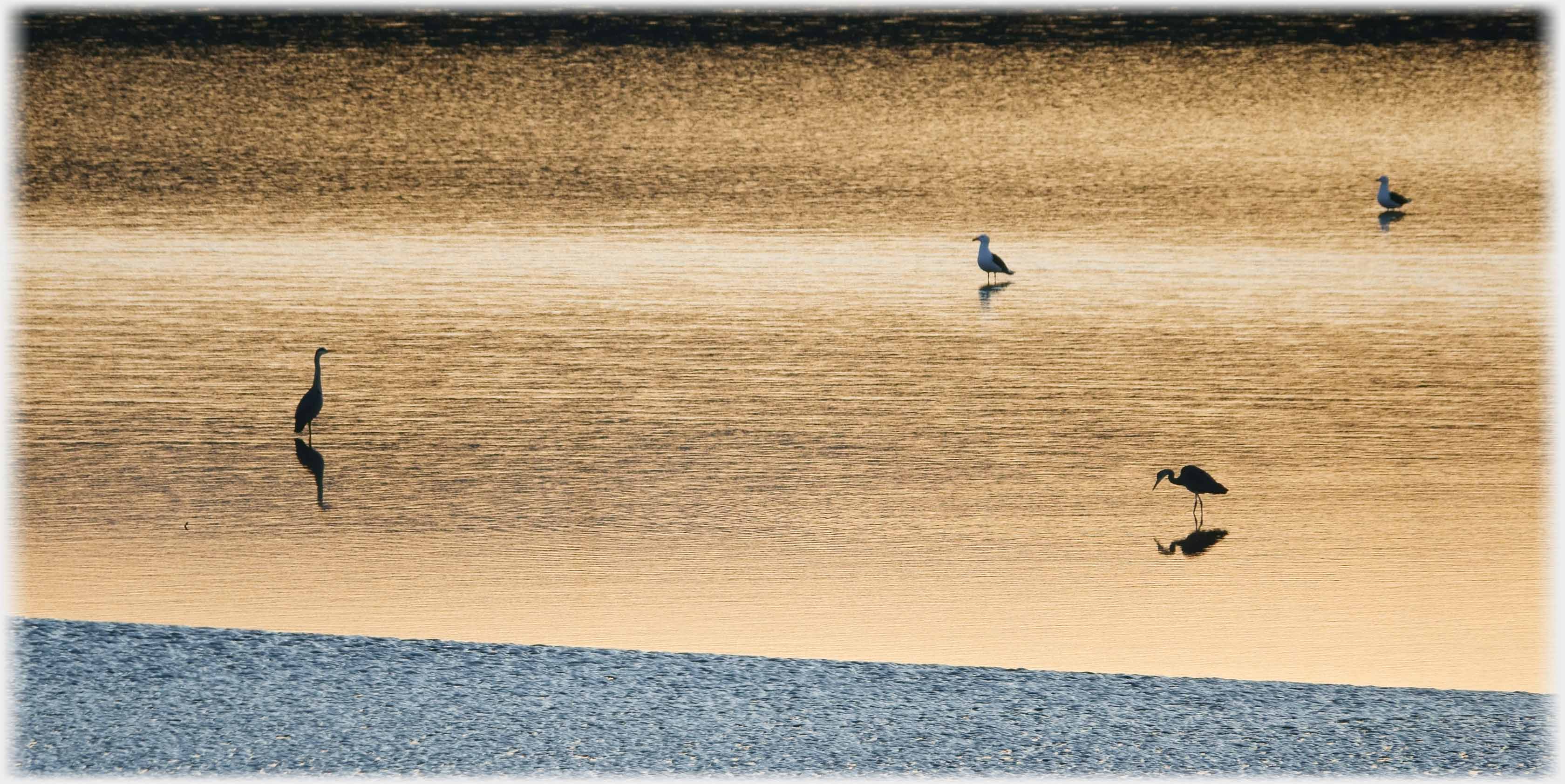 Heron standing looking at two gulls, while another heron looks at its reflexion.