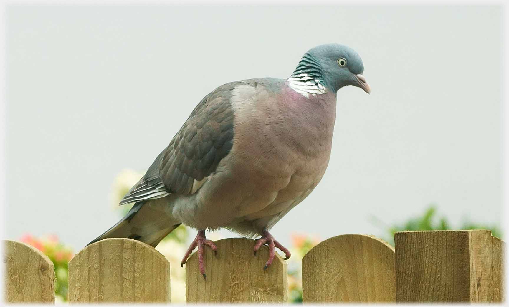 A very smart looking pigeon sitting on a fence.