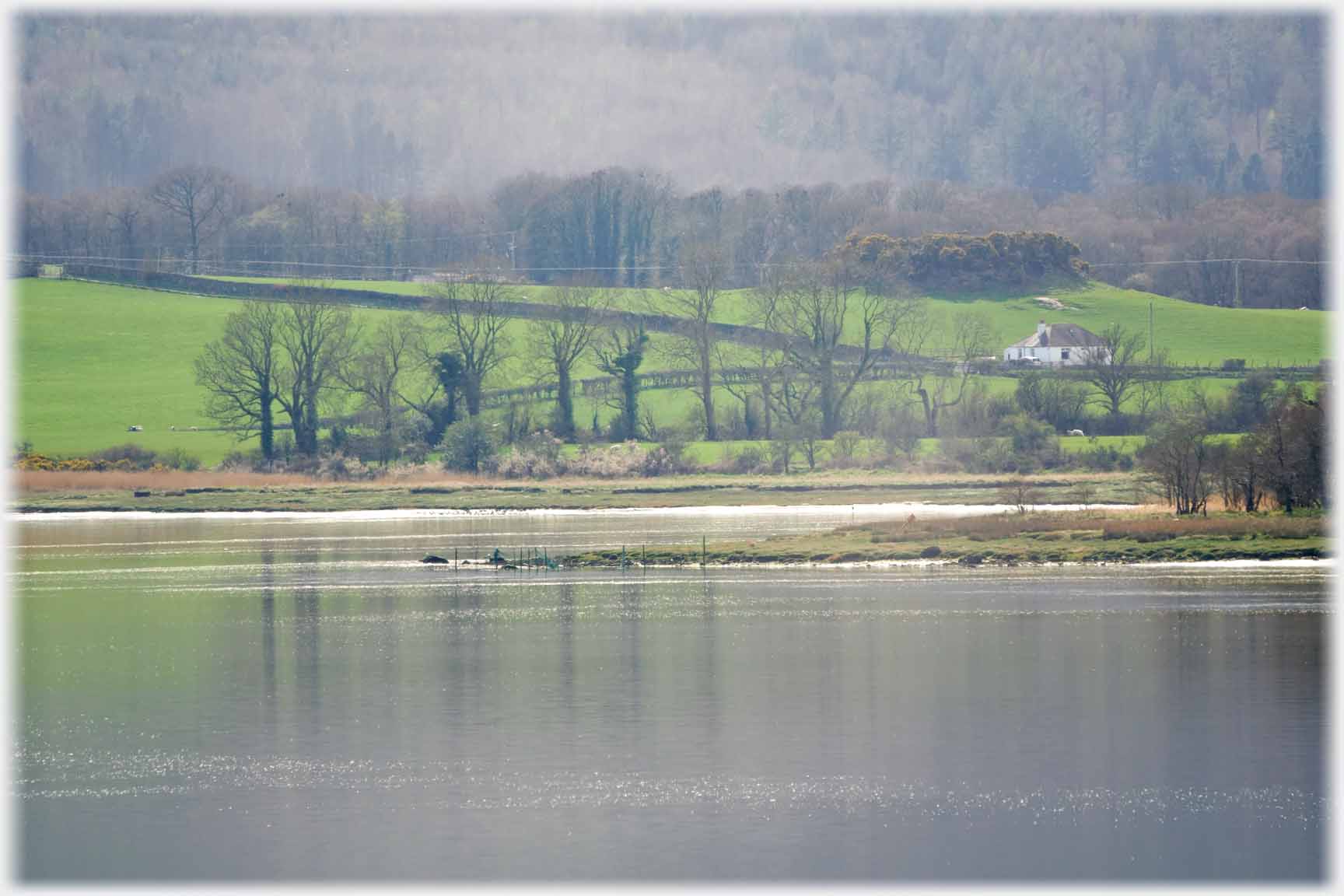 Line of winter trees by water.