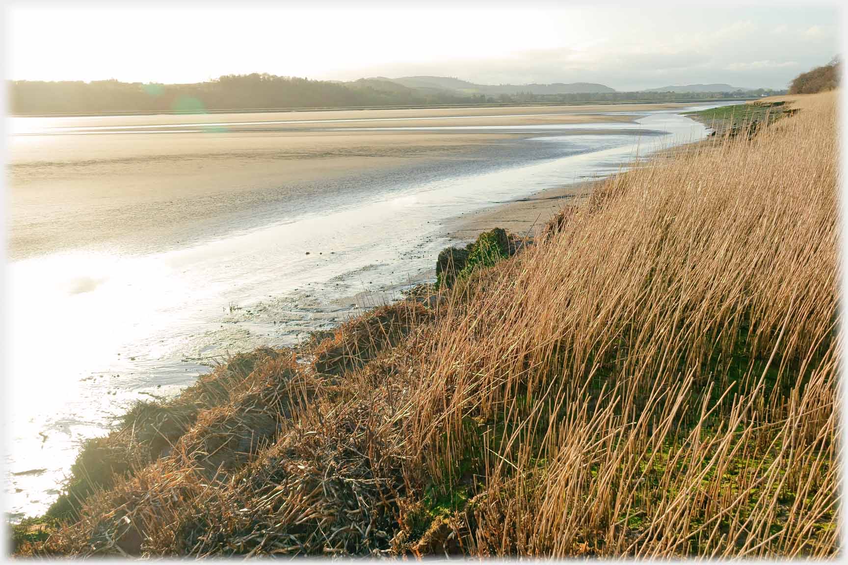 Reed beds and sands looking into sun.