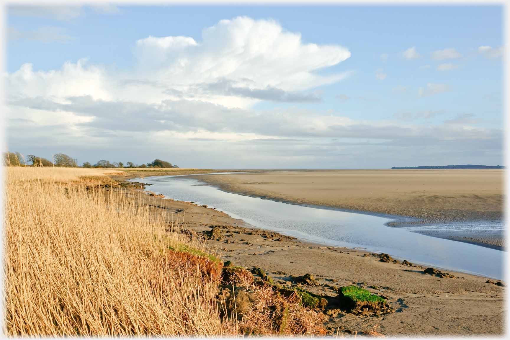 Reed beds running to shore with residue of water and sands.