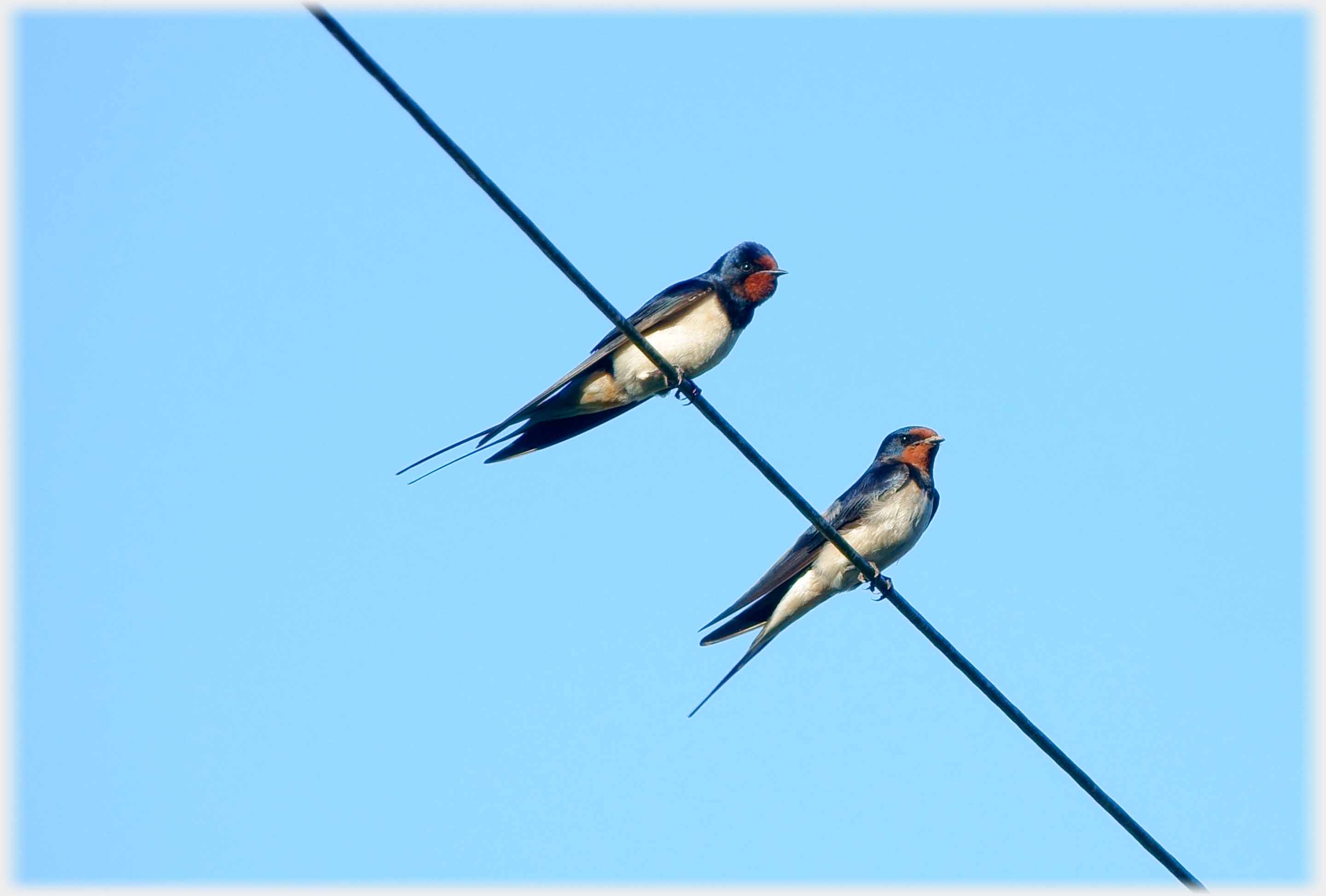 Two swallows on a telephone wire.