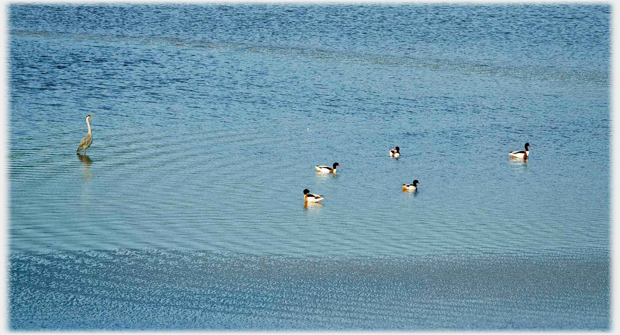 Heron standing looking at a group of shelducks.
