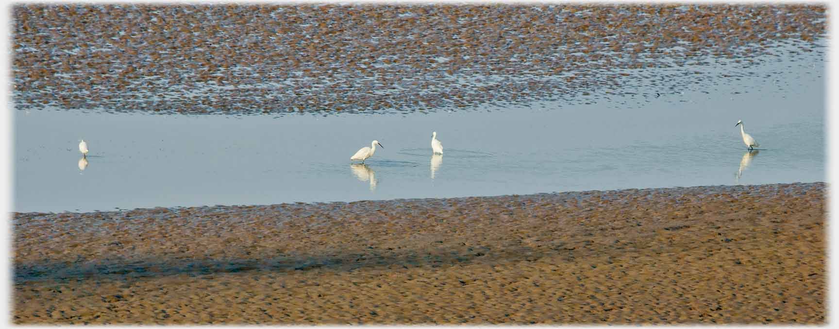 Two egrets close while two others are futher off watching.