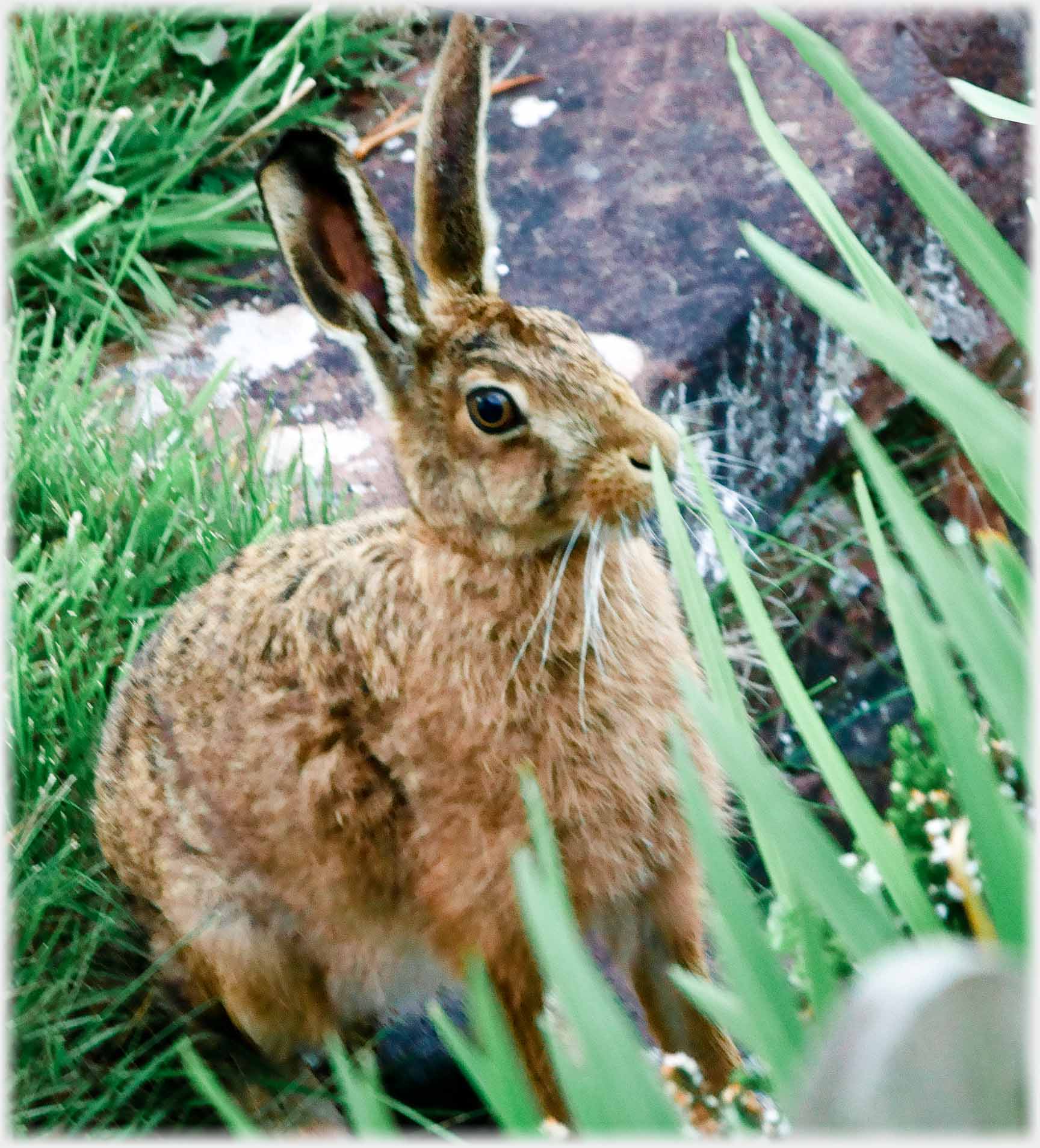 A hare looking tense.