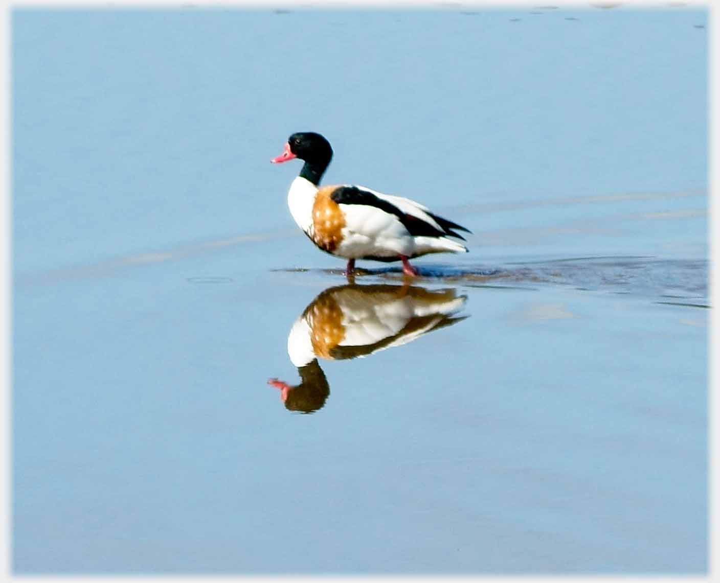 An immaculate shelduck reflected in still water.