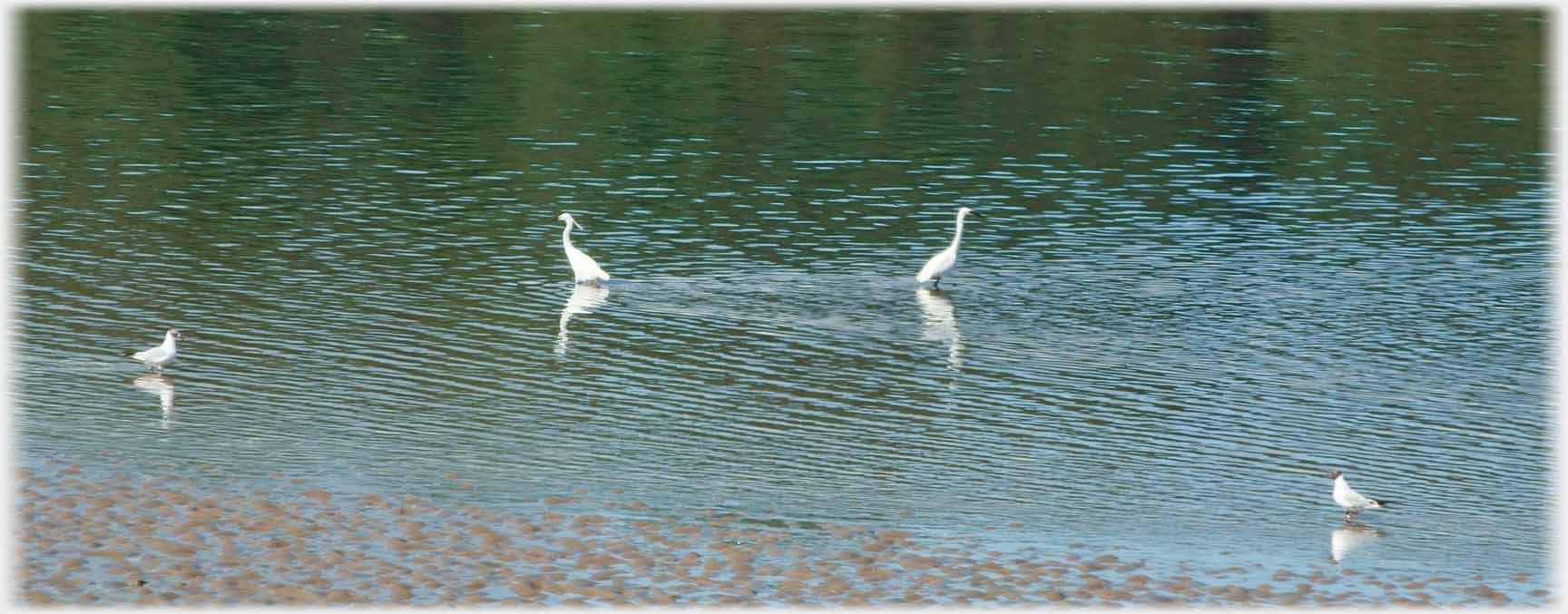 Two egrets walking away from one another, two gulls watch.