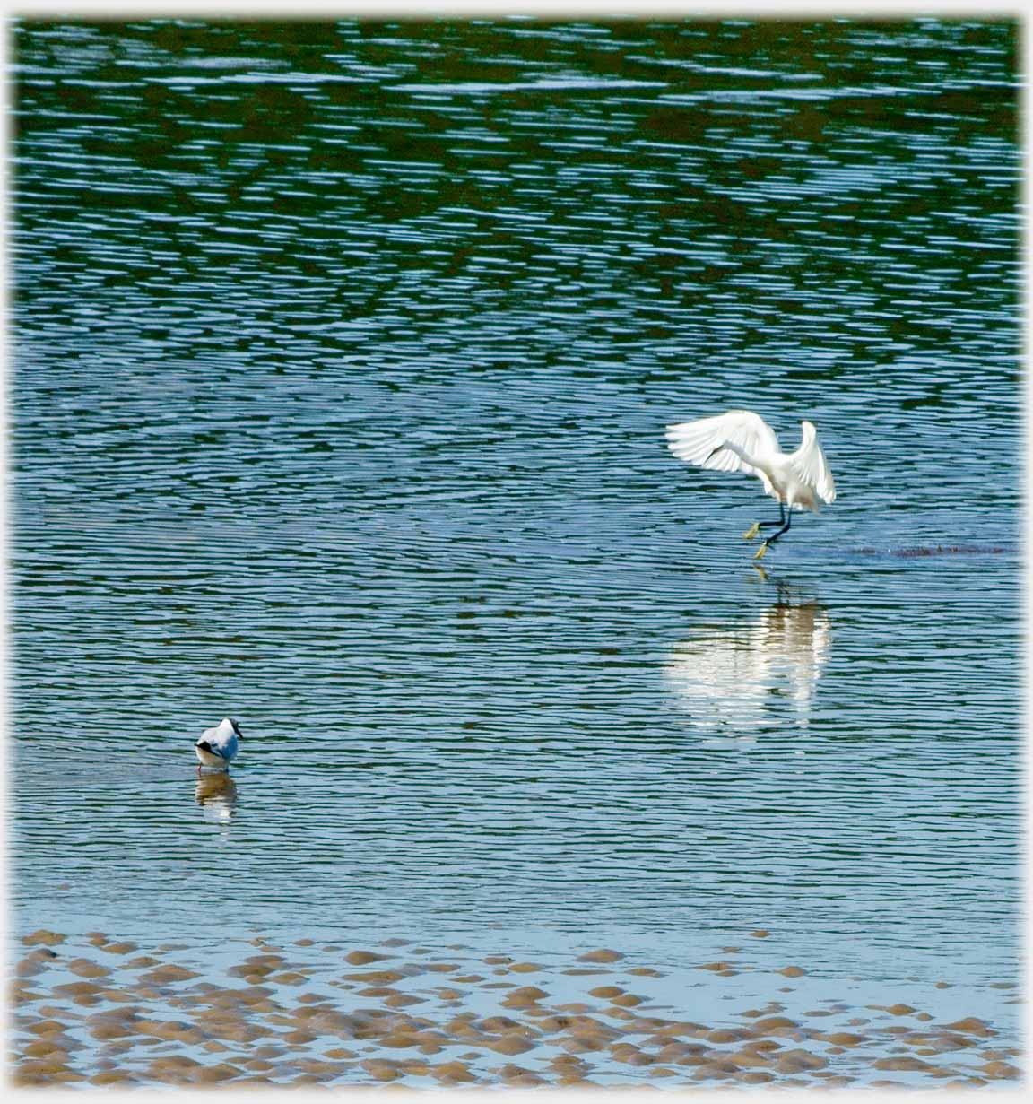 An egret wings out and legs forward about to land on water.