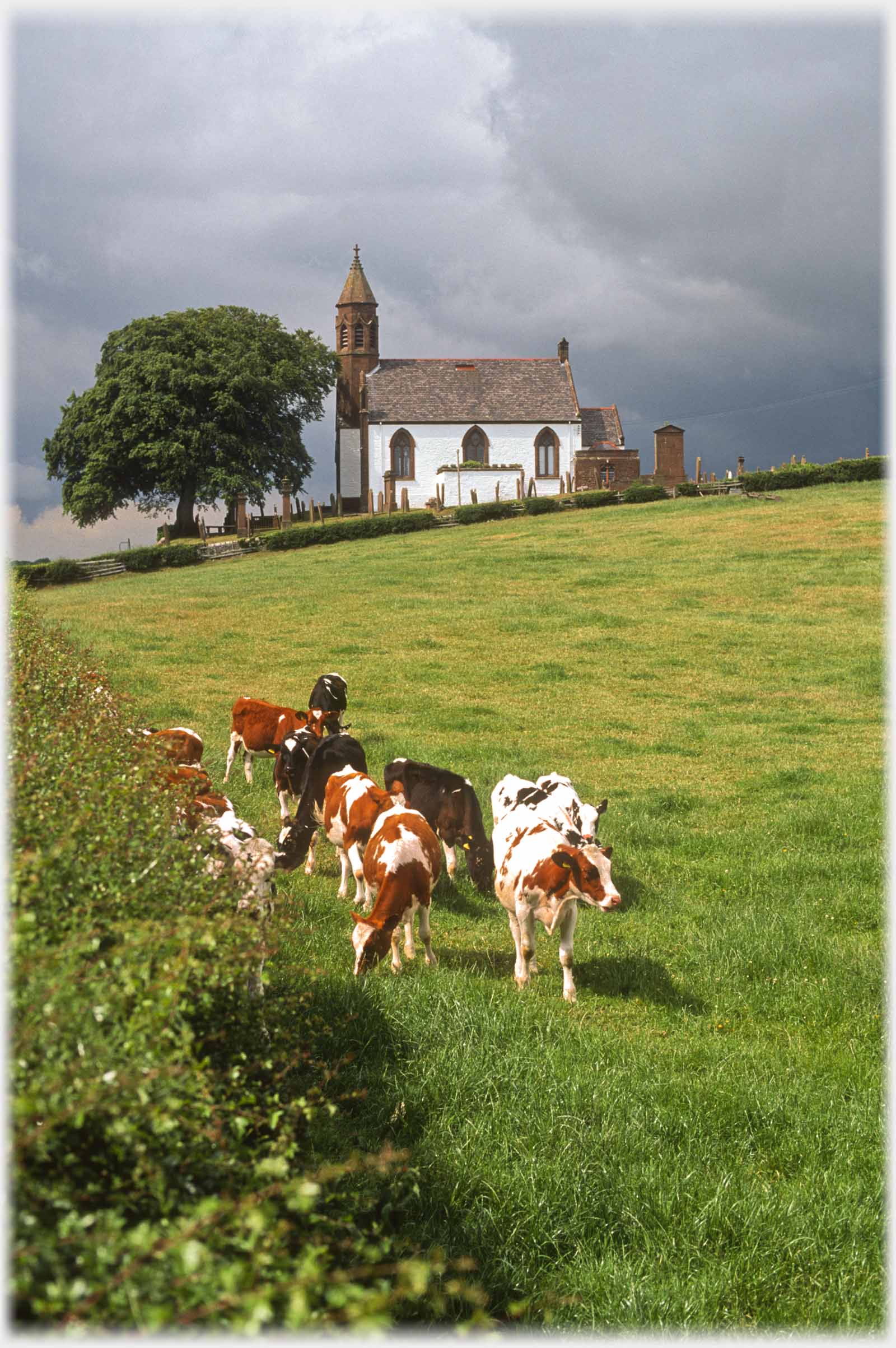 Church against black clouds, cows in foreground in sun.