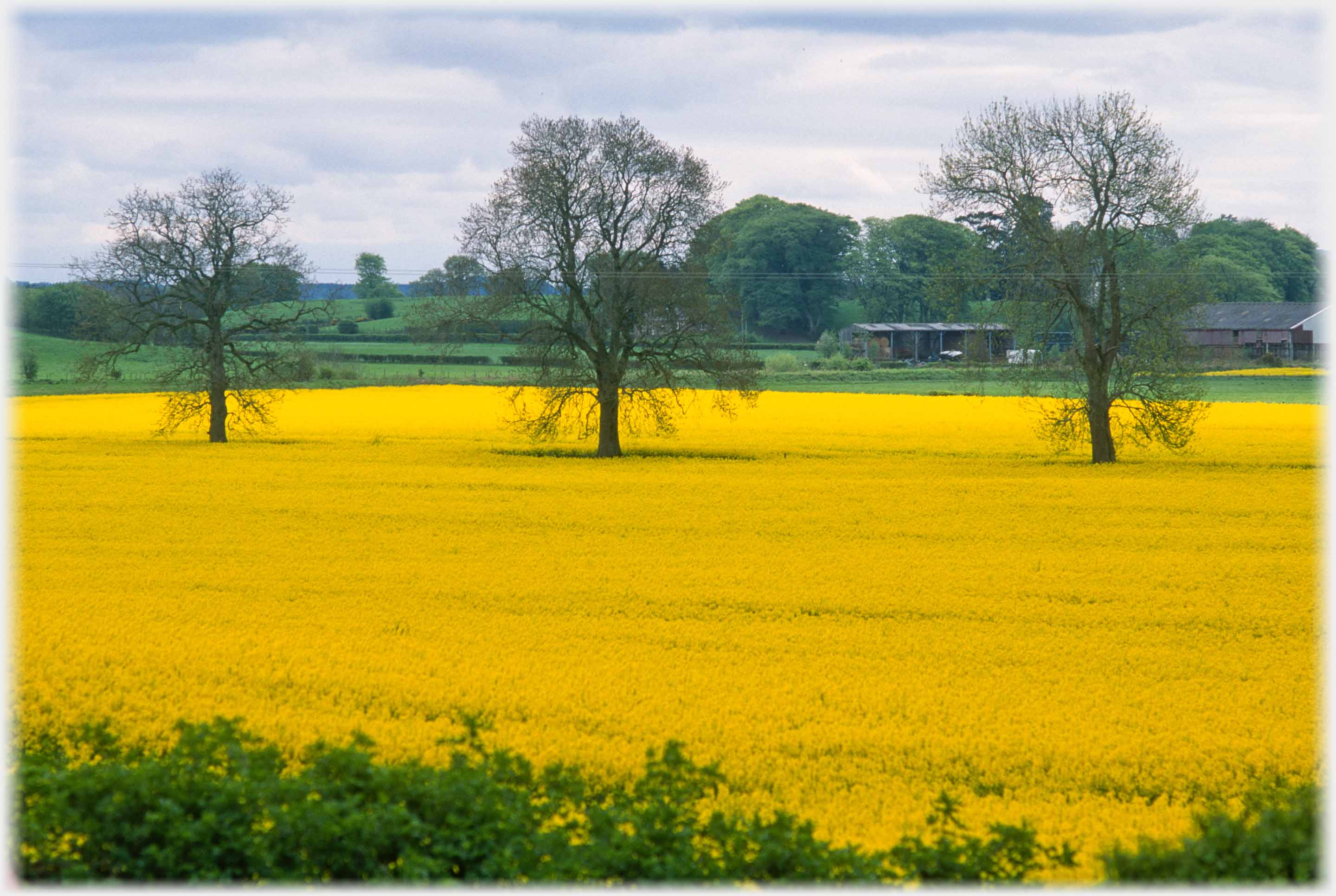 Bright yelllow field, three separated trees in winter.