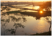 Jacaranda trees framing paddy fields.