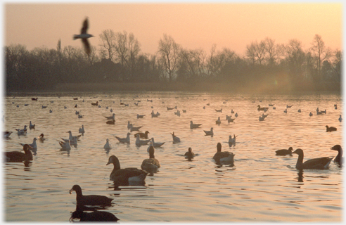 Ducks on and above wate in misty twilight.