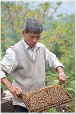 Man holding honey comb frame.