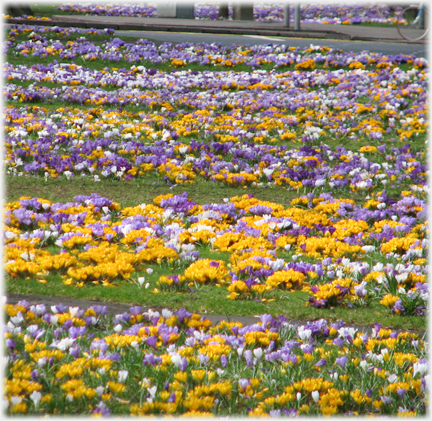 Amassed crocuses.