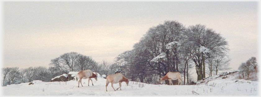 Oryx on snow covered ground with wintry trees behind.