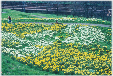 Hillside of daffodils, railway lines beyond.