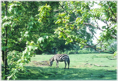Zebra grazing framed by trees.