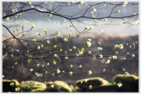 Beech buds in spring.