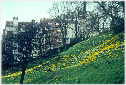 Bank of grass and daffodils with Ramsay Terrace behind.