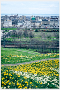 Bank of doffodils with railway, and street beyond.