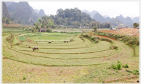 Horseshoe terraces with a karst background.