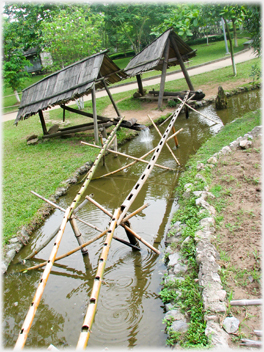 Bamboo pipes taking water from stream to pounders.