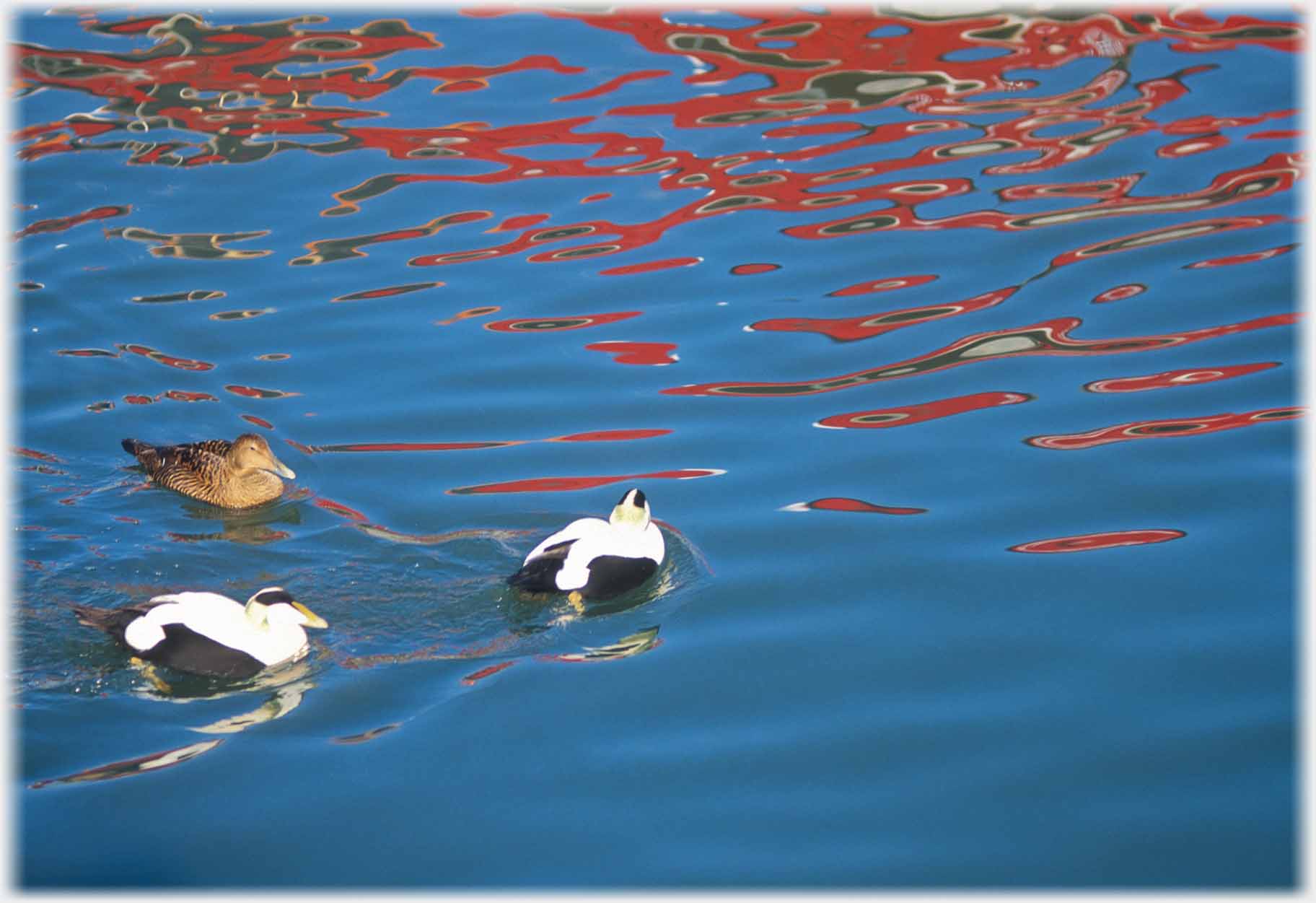 Two male aand one female eiders.