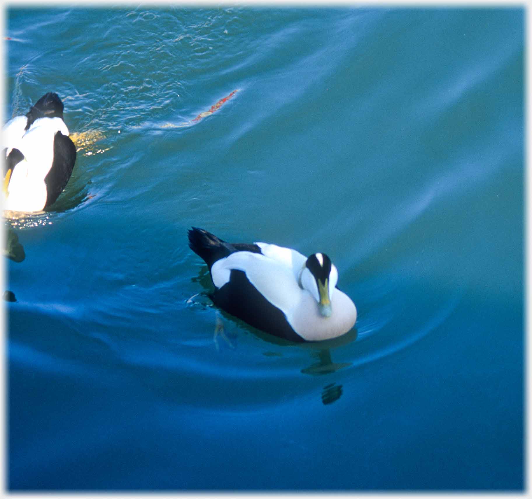 Male eider in low contrast lighting facing camera.