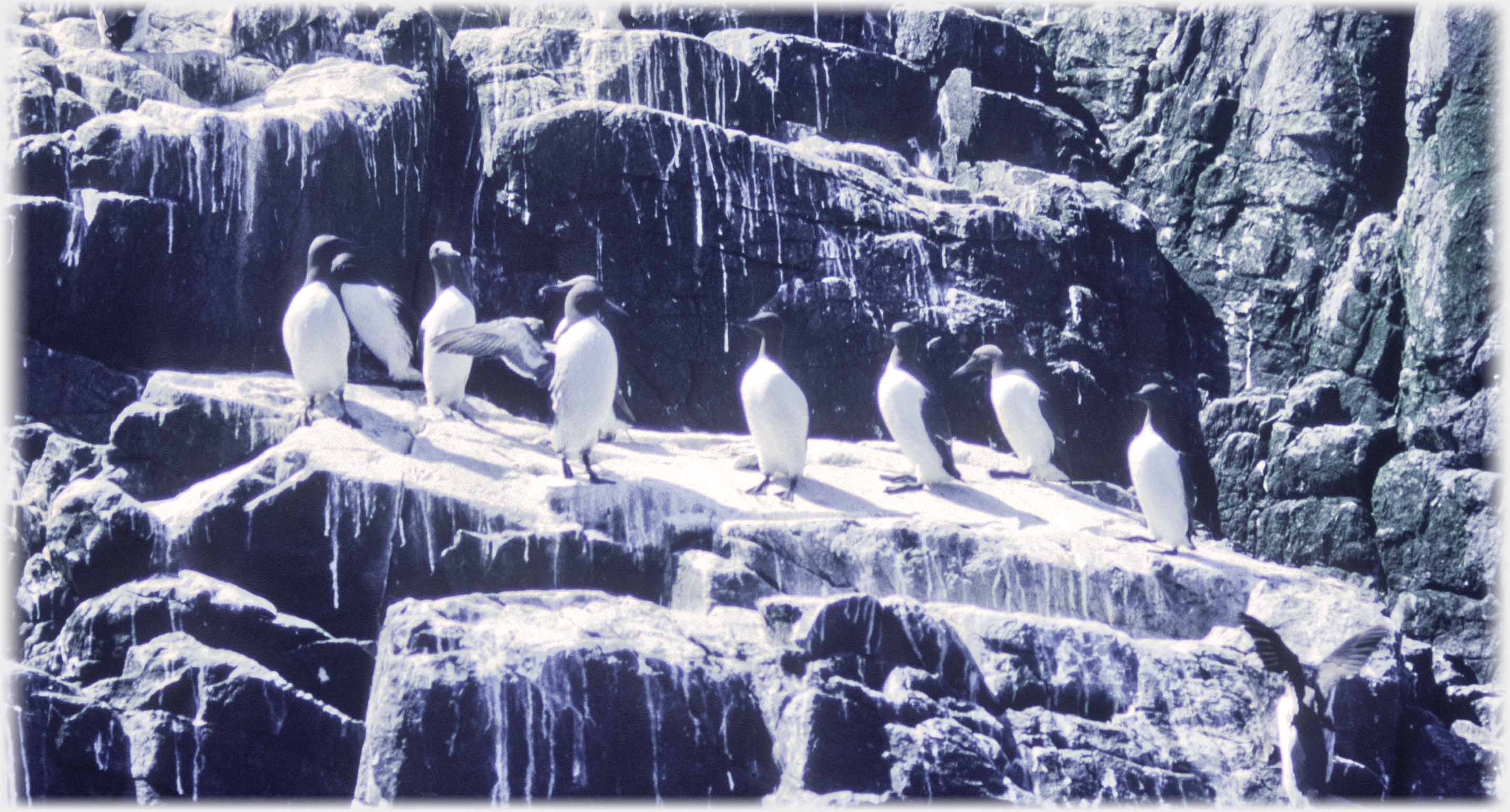 Line of guillemots on shelf of rock.