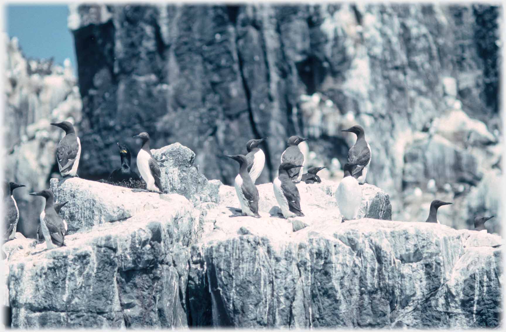Small group of guillemots hard to see against black and white background.