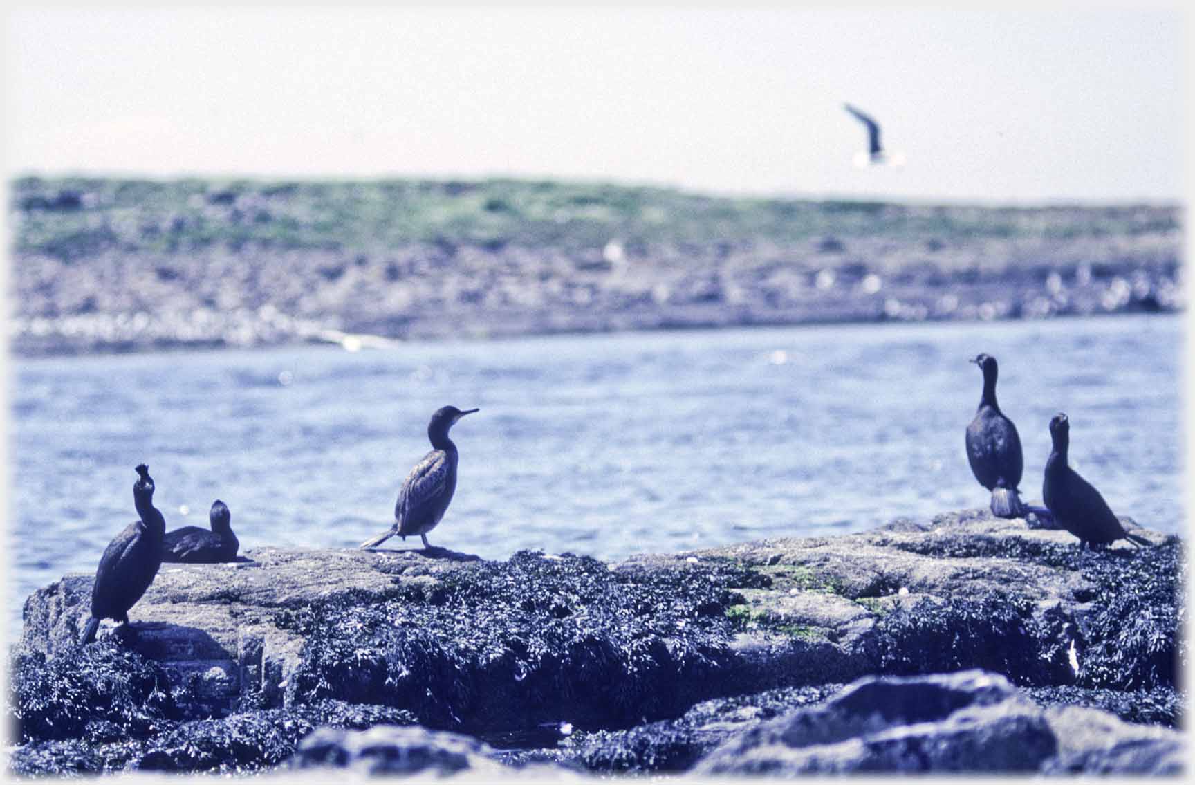 Group of cormorants or shags standing on rock.