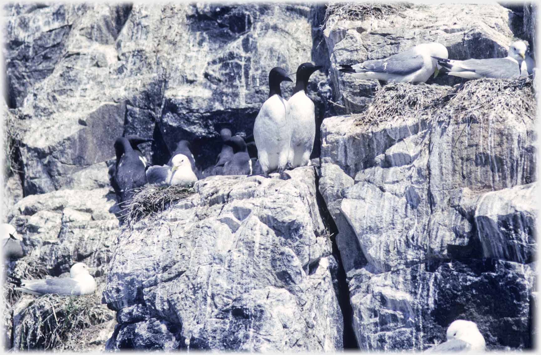 Pair of guillemots standing besdie nesting kittiwakes.